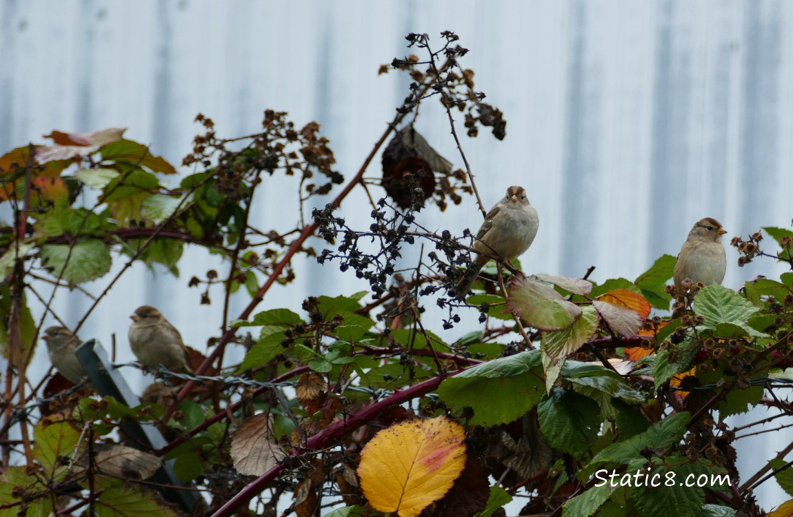 Four Sparrows standing in Blackberry vines