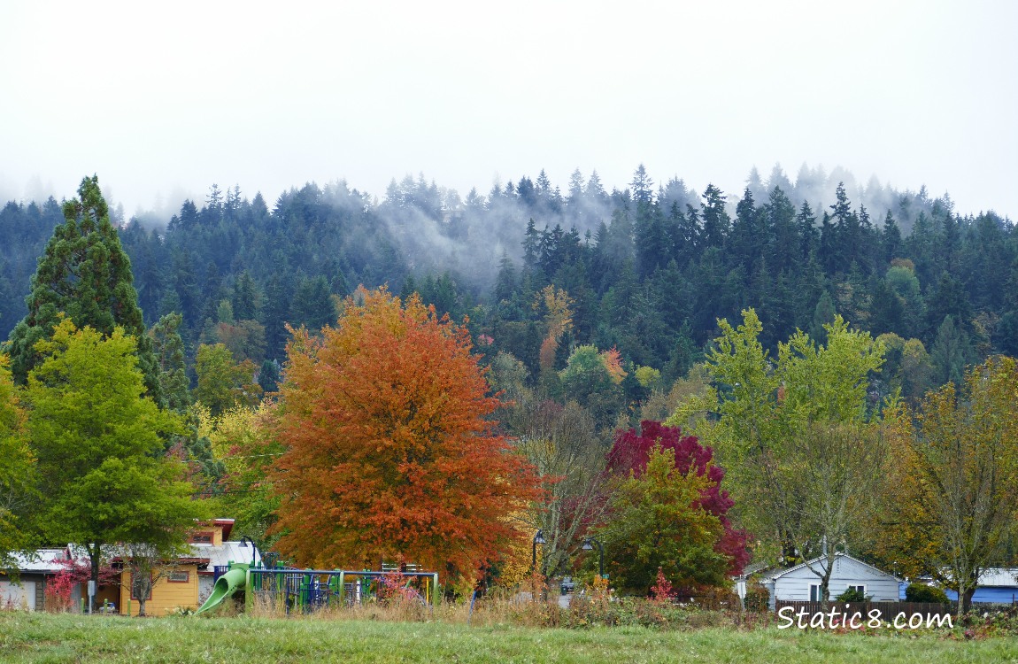Colourful trees and fog in the hills