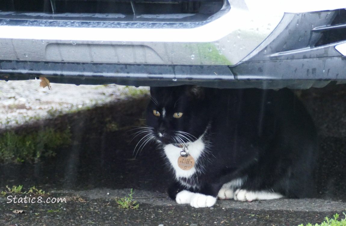 Blazey the cat, crouched under a car