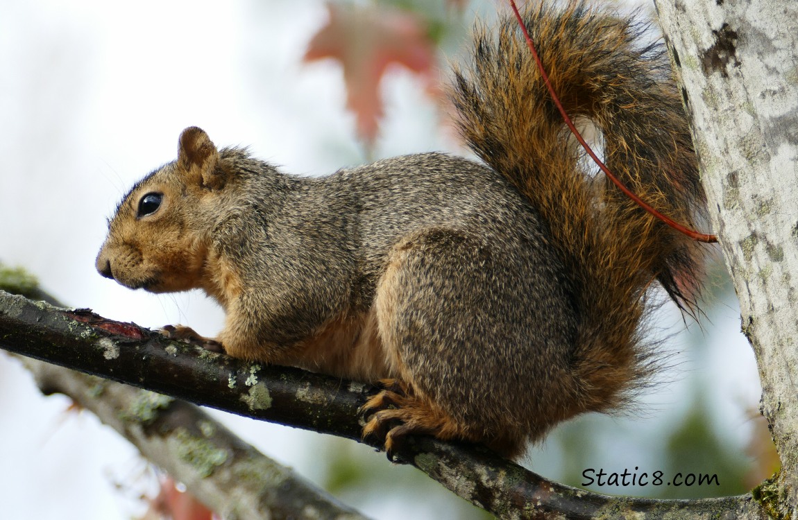 Eastern Fox Squirrel resting on a thin branch