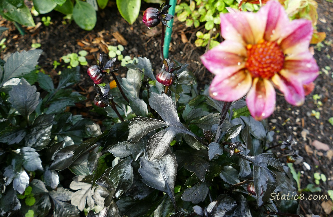 Black leaves and a pink and orange dahlia