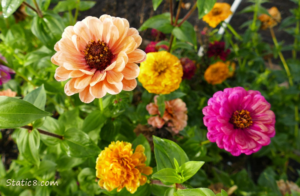Peach, pink and yellow Dahlias