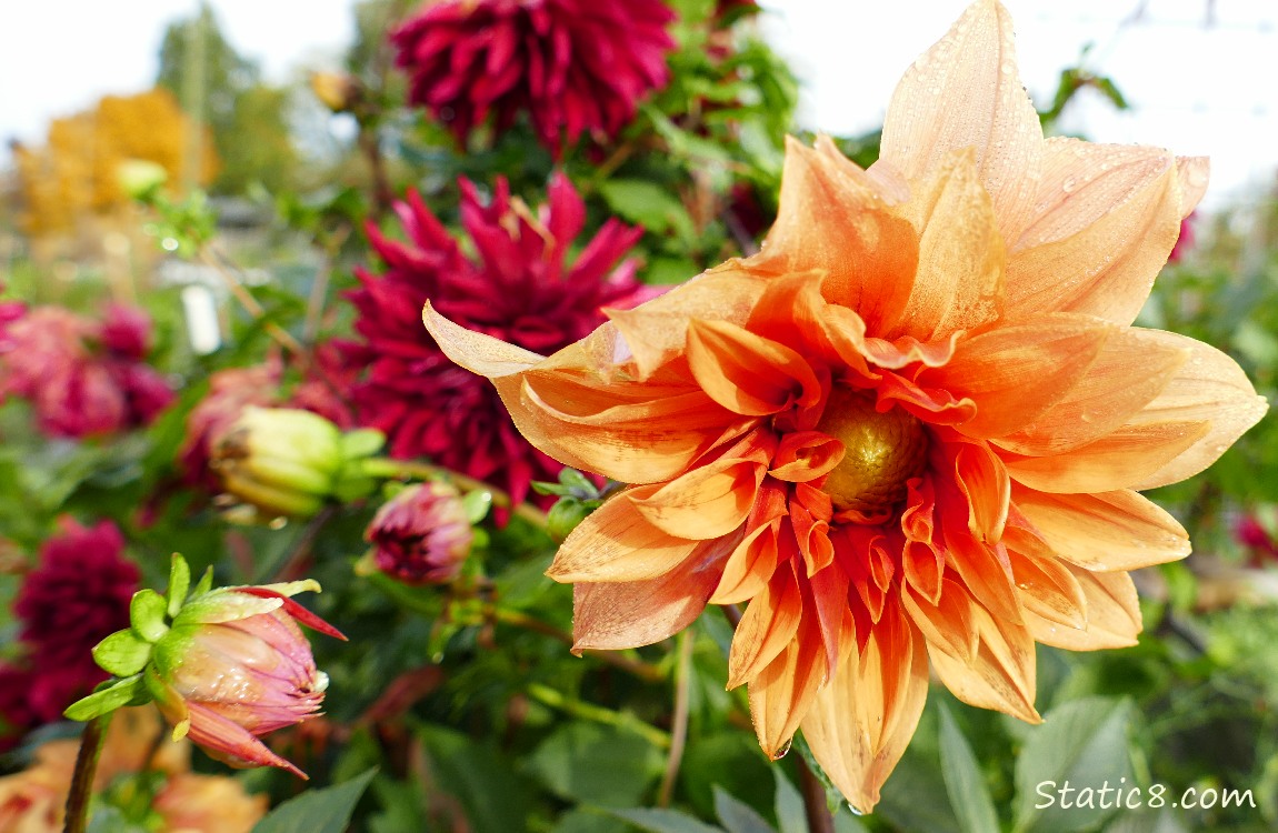 Orange Dahlia, with red in the background