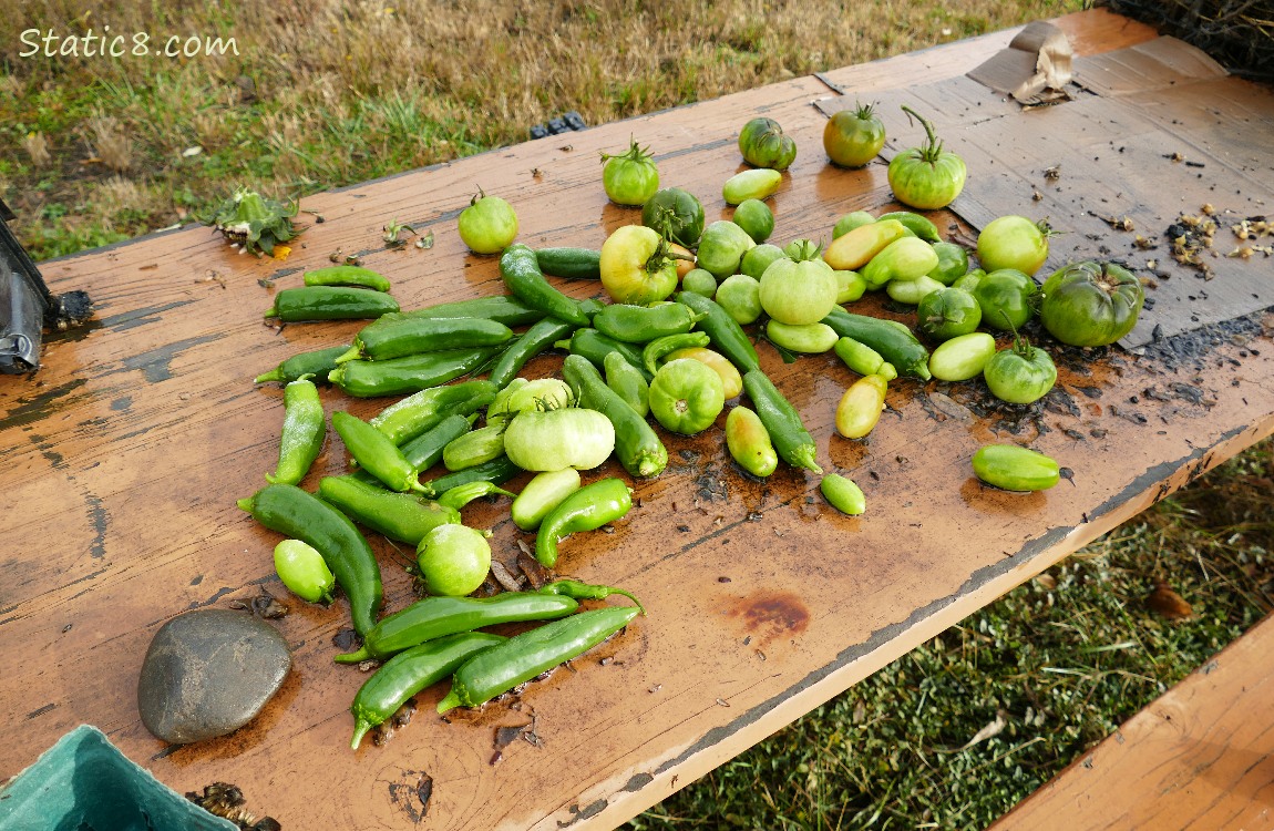 Green tomatoes and peppers laid out on a table.