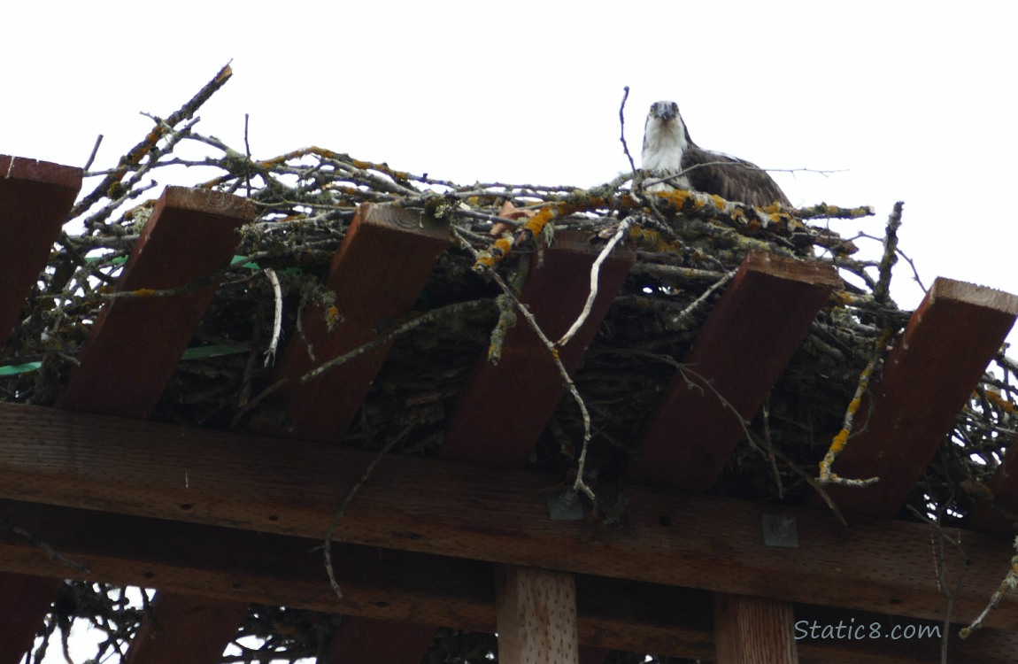 Looking up at a complete Osprey nest on a platform