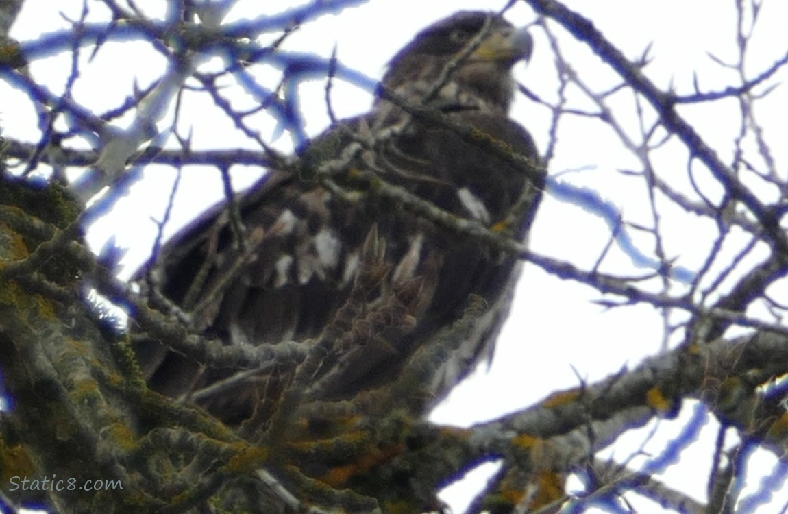 Juvenile Bald Eagle standing in a tree