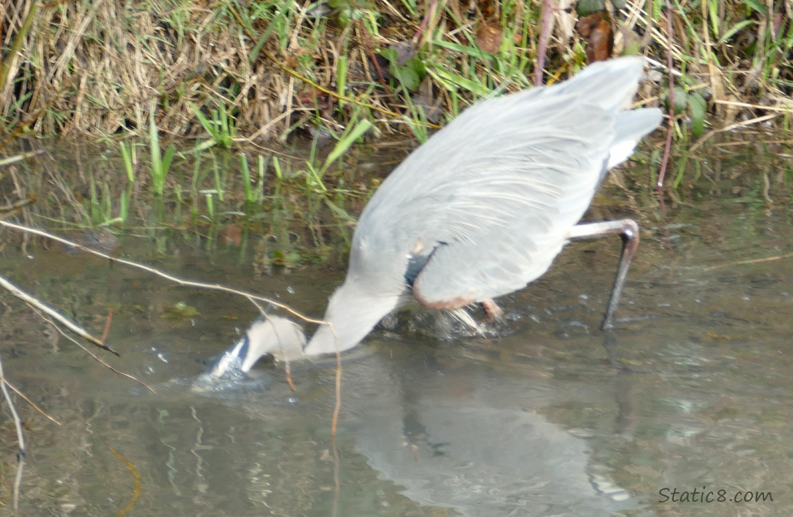 Heron strikes and head is in the water