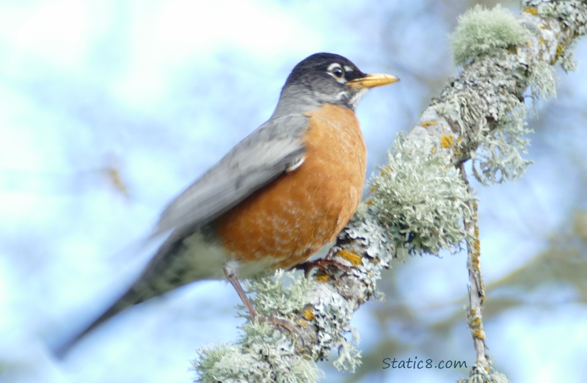 American Robin standing on a mossy twig