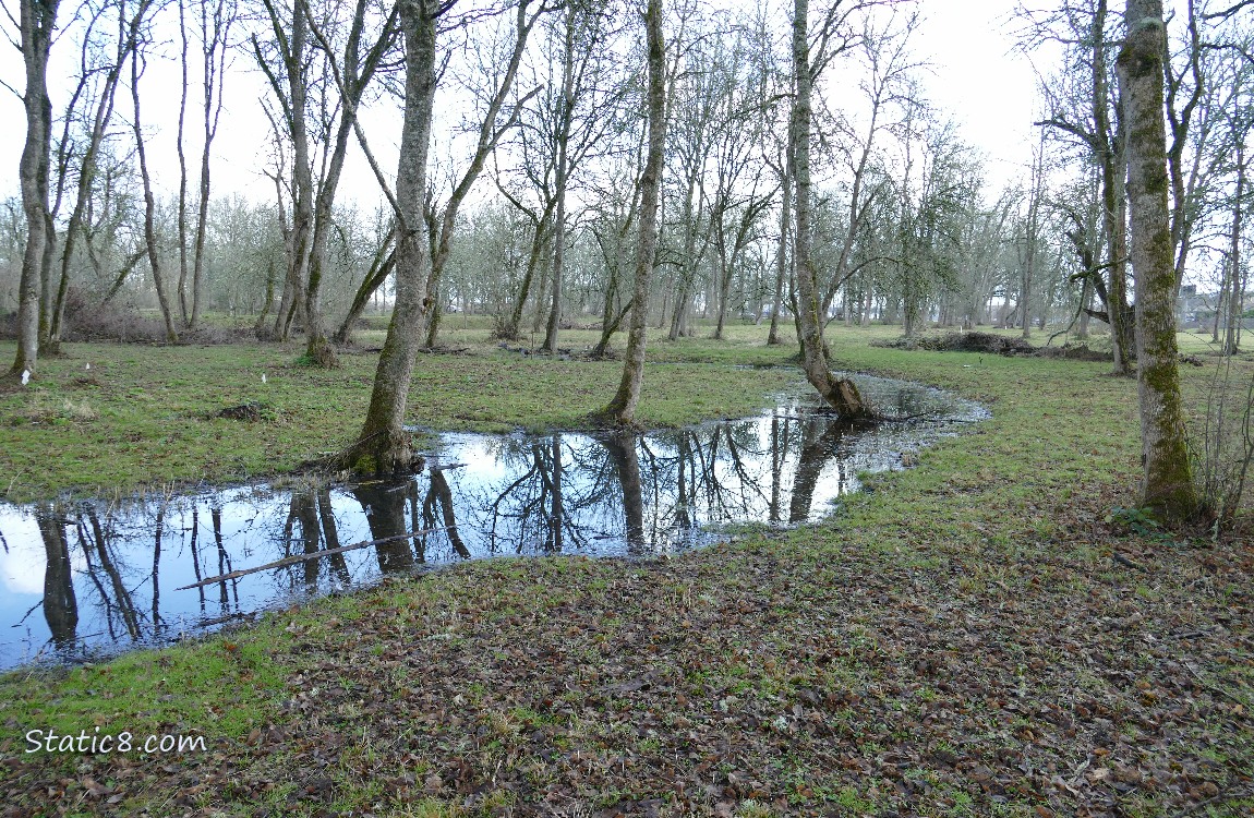 small Wet Prairie Pond in a forest