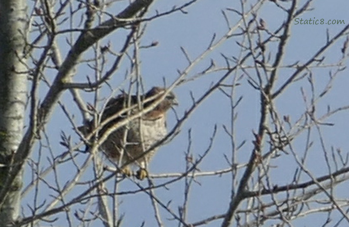 Red Tail Hawk standing in a tree behind many sticks