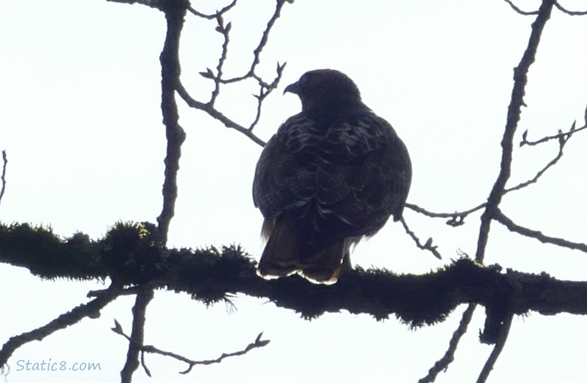 Silhouette of a hawk standing on a branch