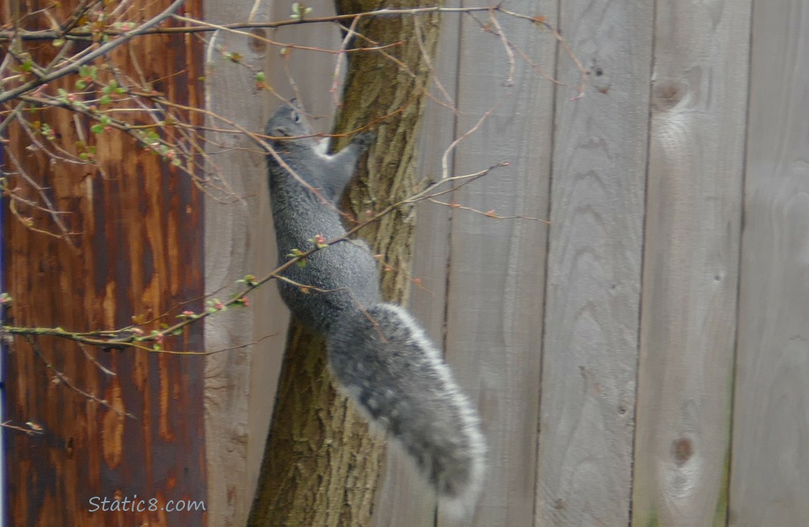 Western Grey Squirrel climbing up a trunk behind some branches