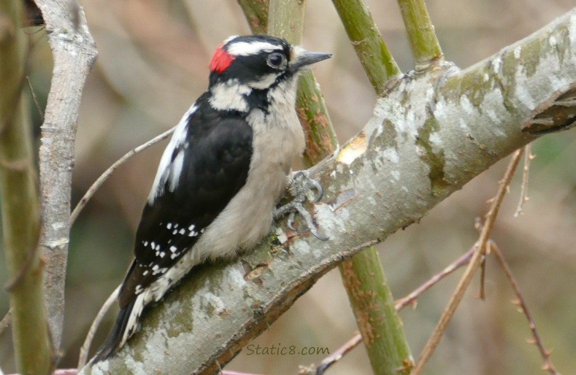 male Downy Woodpecker sitting on a branch, a pecked hole in front of him