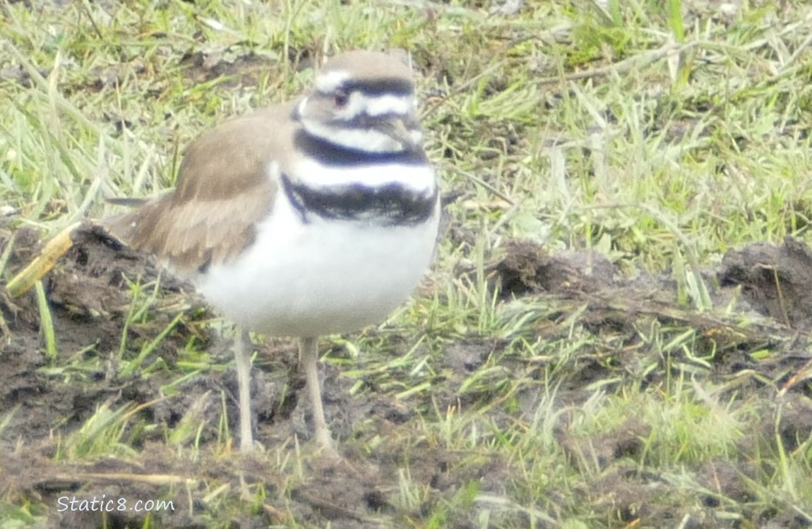 Killdeer standing in grass and mud