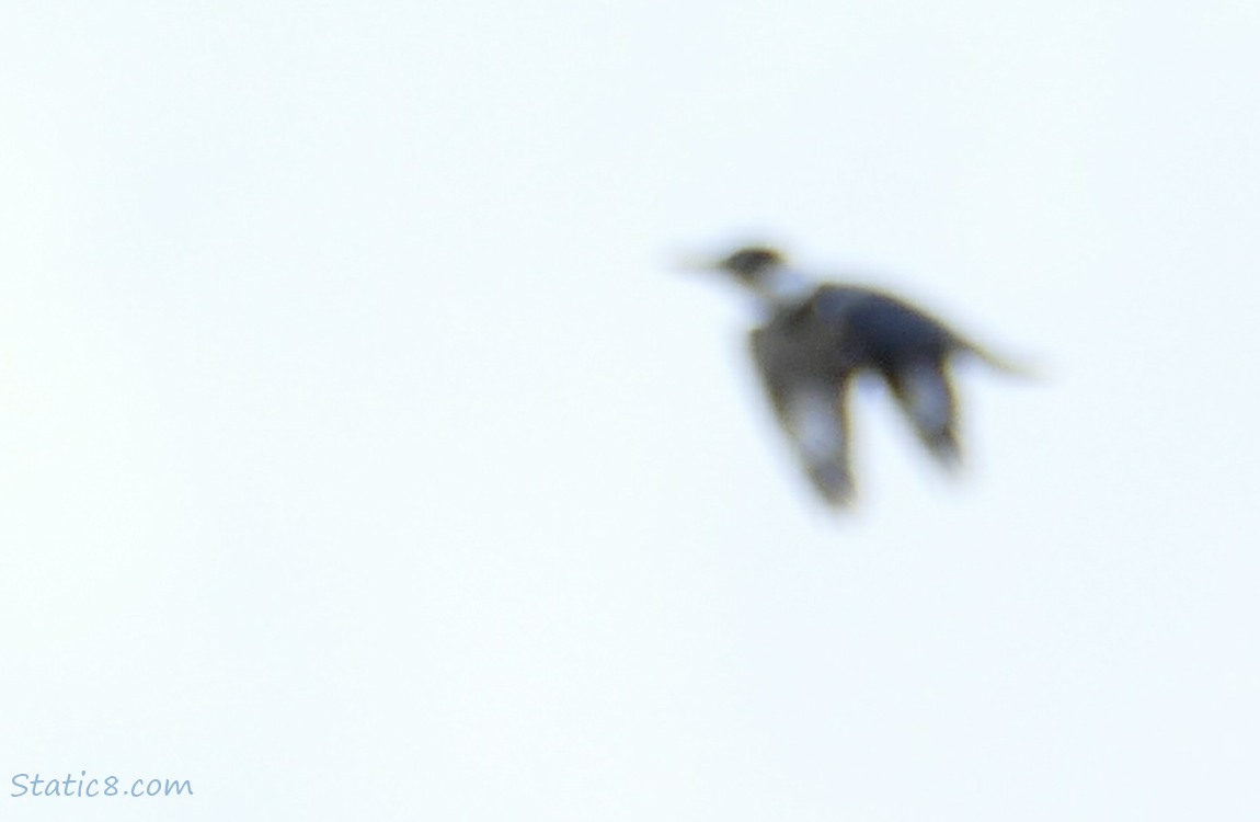 very blurry Belted Kingfisher, flying away
