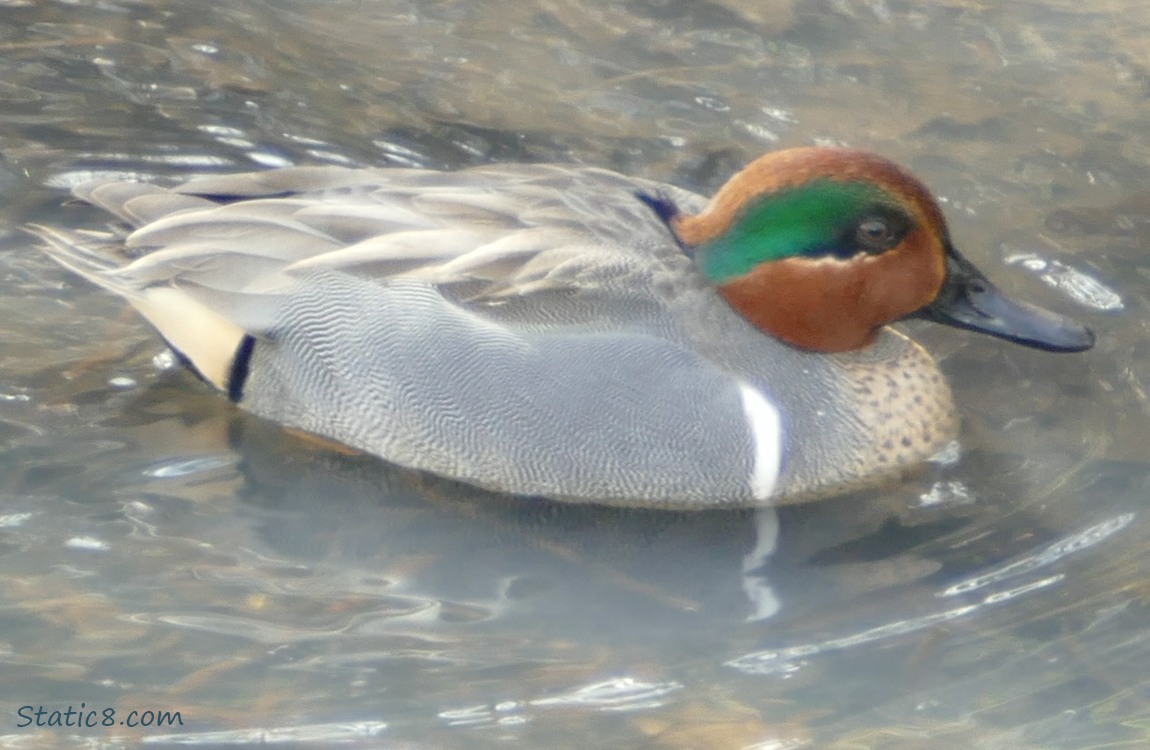 male Teal in the water