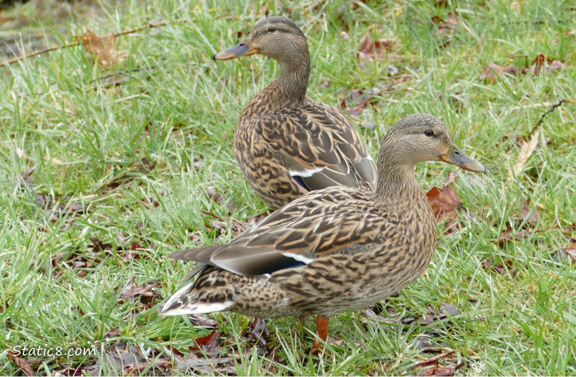 Two female Mallards, standing on the grass
