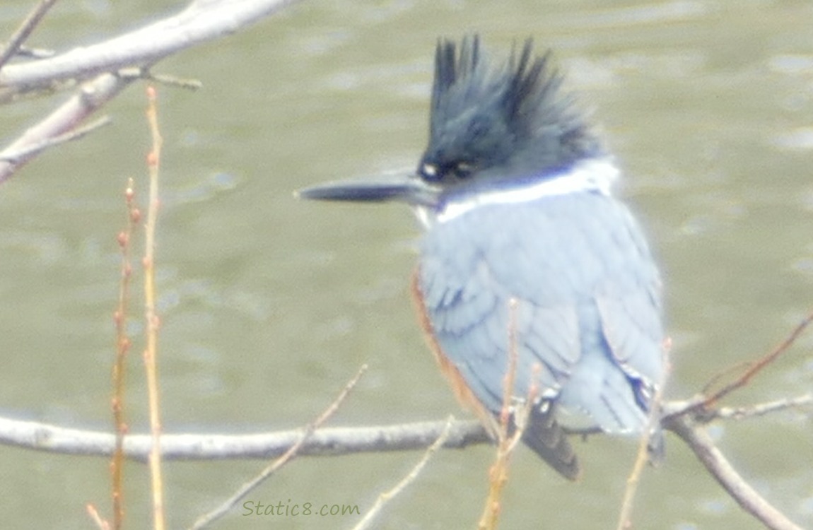 female Belted Kingfisher standing on a twig in front of the creek