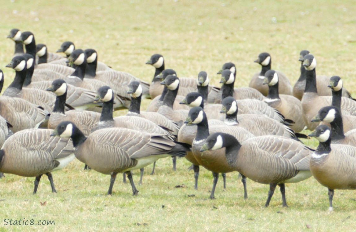 Cackling Geese standing on the grass
