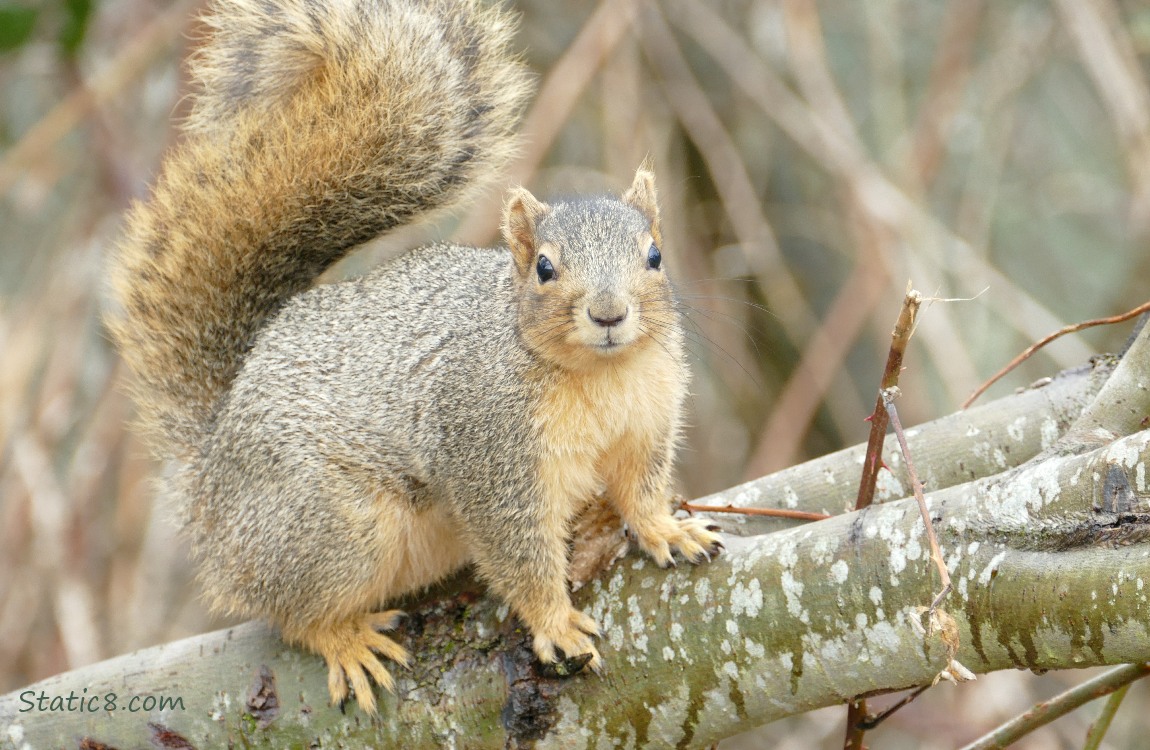 Eastern Fox Squirrel, standing on a branch