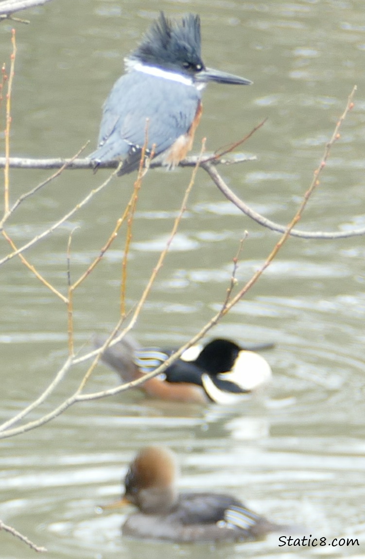 Kingfisher, standing on a twig. and a pair of Hooded Mergansers on the water