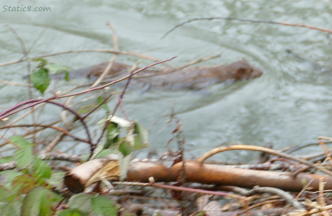 a blurry mink, swimming in the water