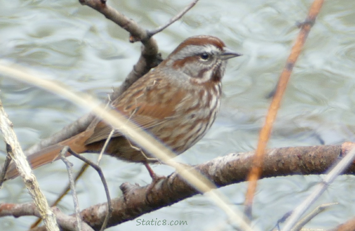 Song Sparrow on a twig in front of the creek water