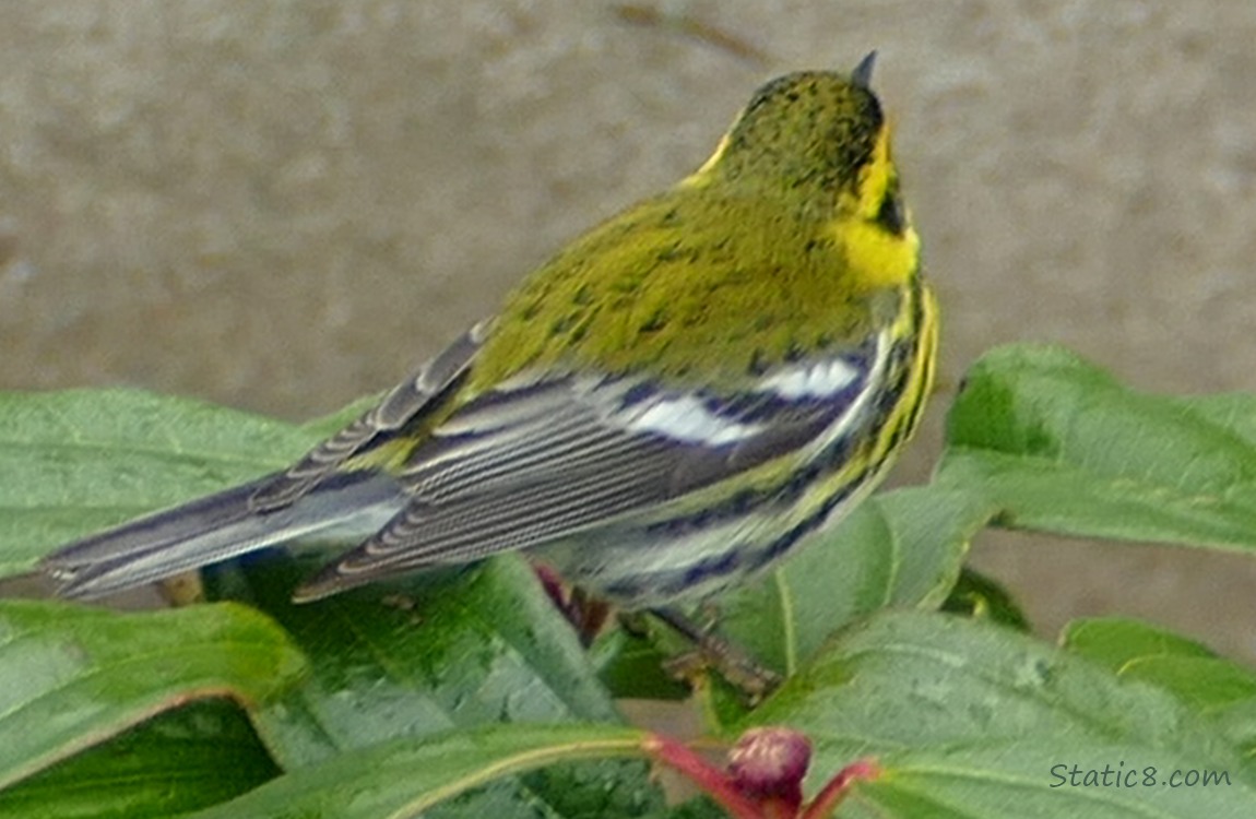 the back of a Townsend Warbler who is turned away