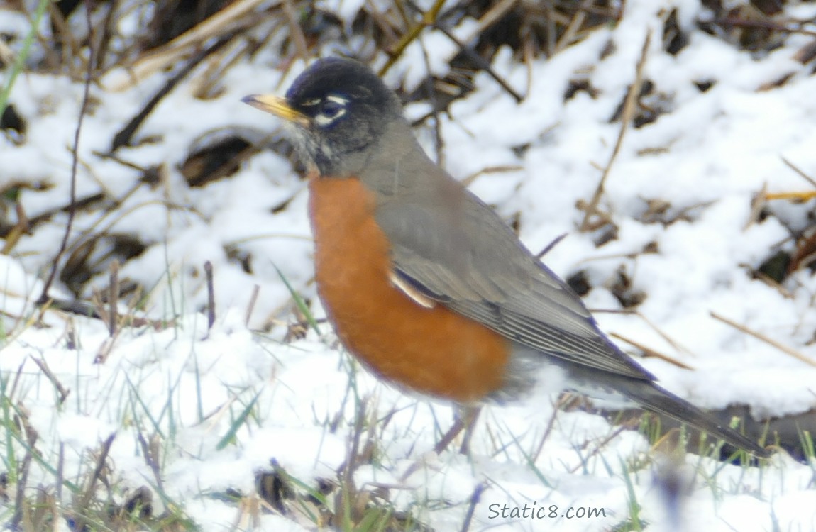 American Robin standing in snowy grass