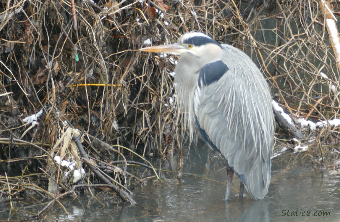 Great Blue Heron, standing in the water