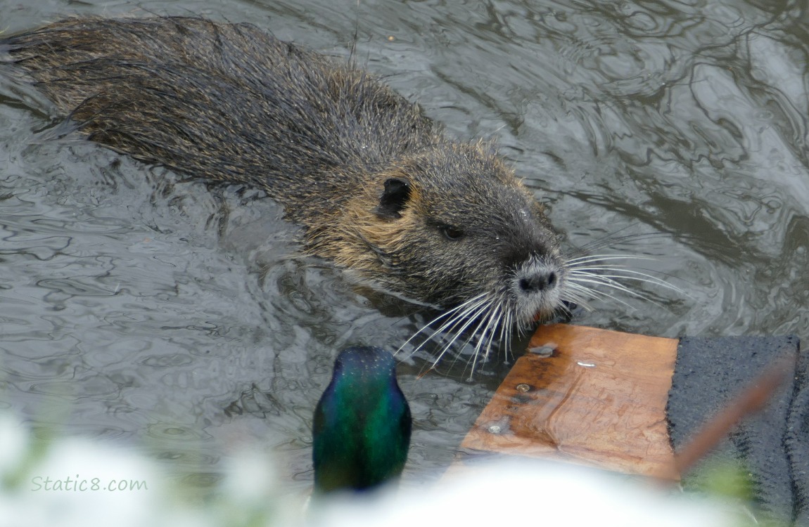 a nutria in the water swimming towards a board