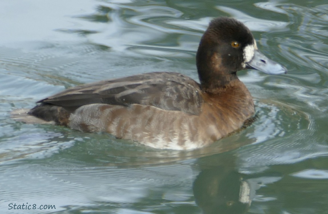 Female Lesser Scaup, paddling in the water