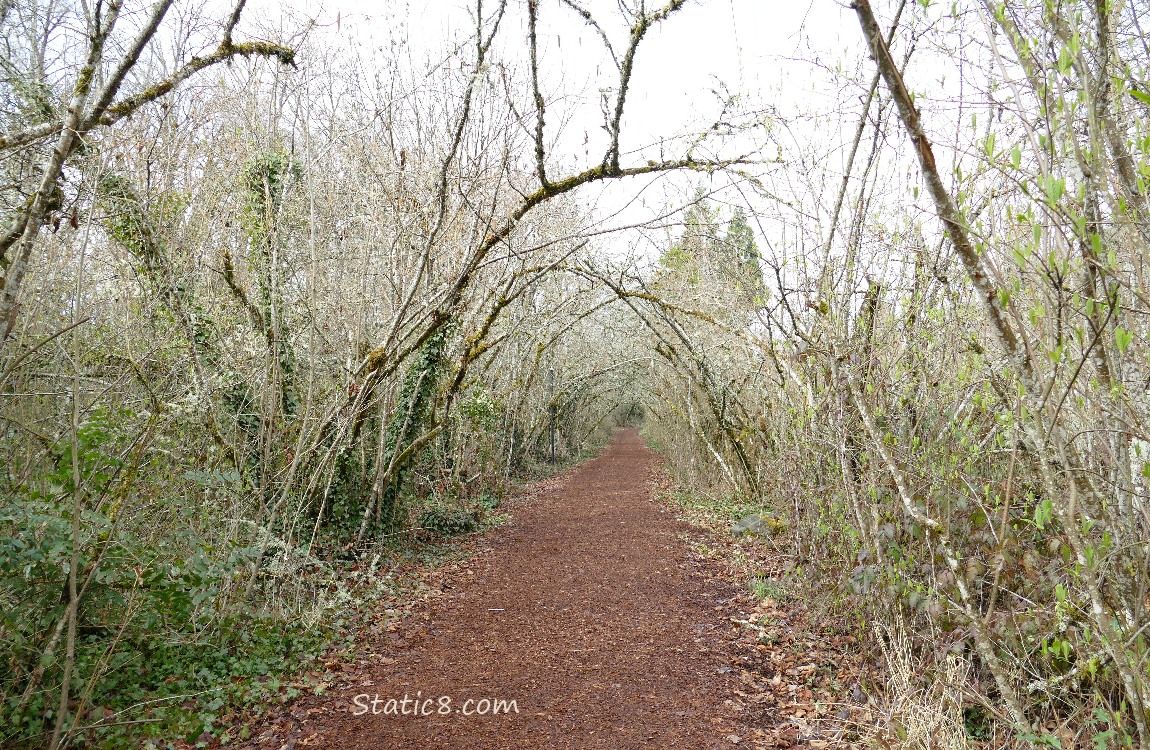 the path tunnels thru winter bare trees