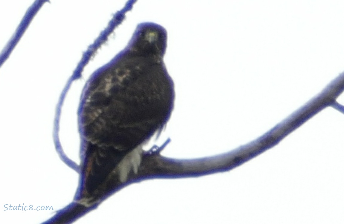Red Tail Hawk standing on a branch