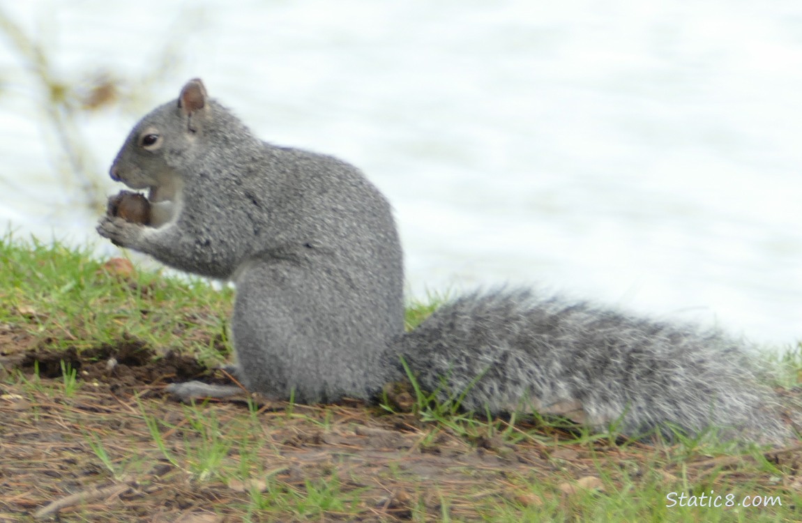 Western Grey Squirrel with a nut, standing on the grass