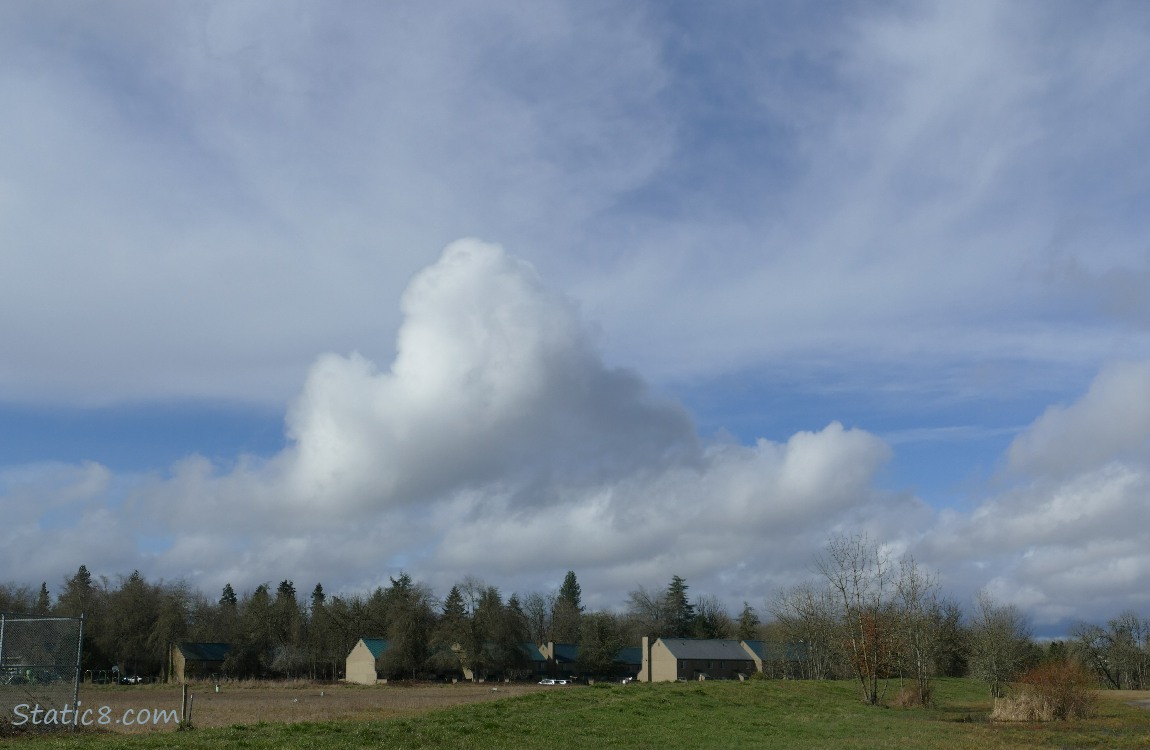 Puffy cloud over trees and buildings