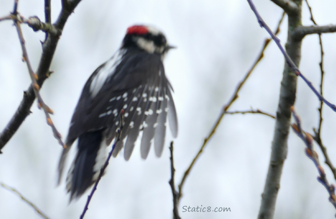 Downy Woodpecker flying to a branch