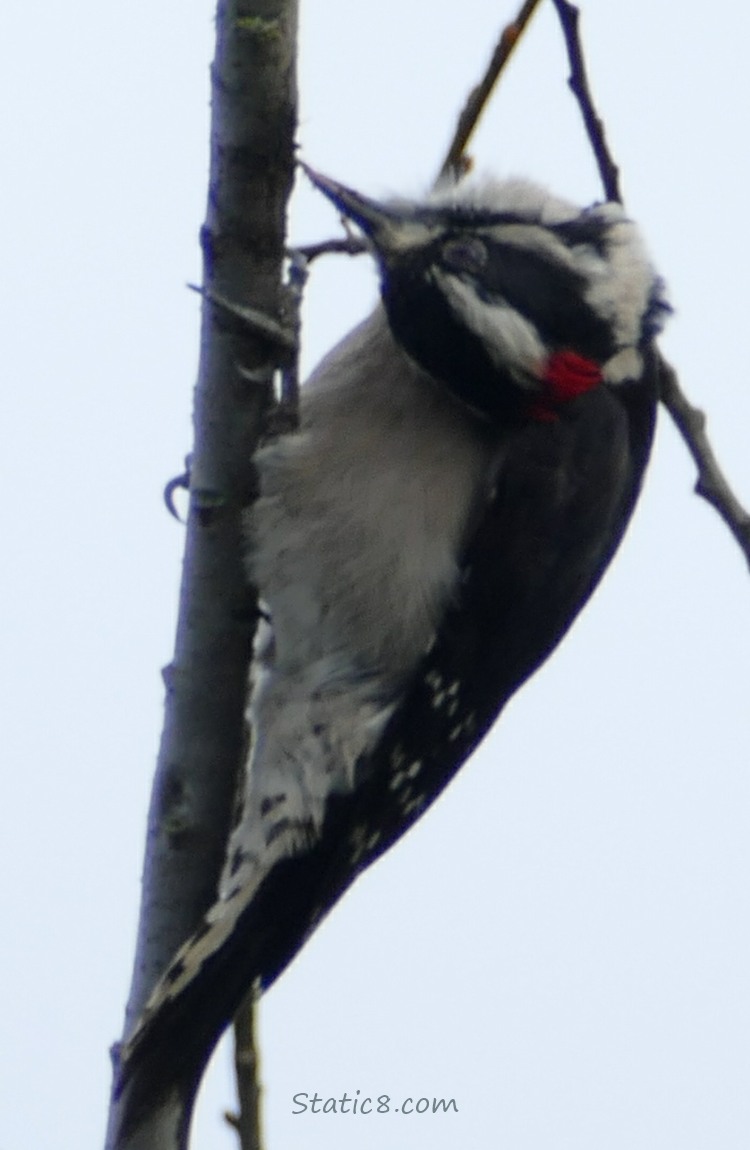 Downy Woodpecker standing on a twig with his head twisted around