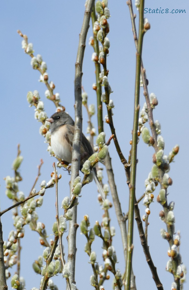 Dark Eyed Junco standing on a twig surrounded by pussy willows