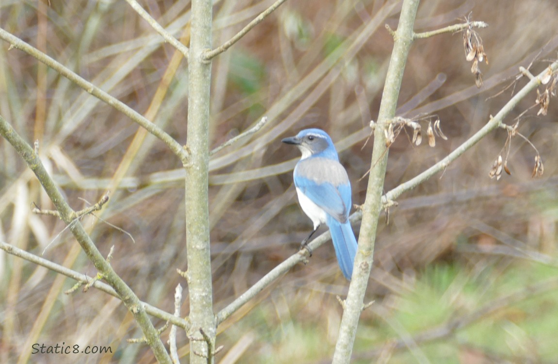 Scrub Jay standing on a twig, surrounded by twigs
