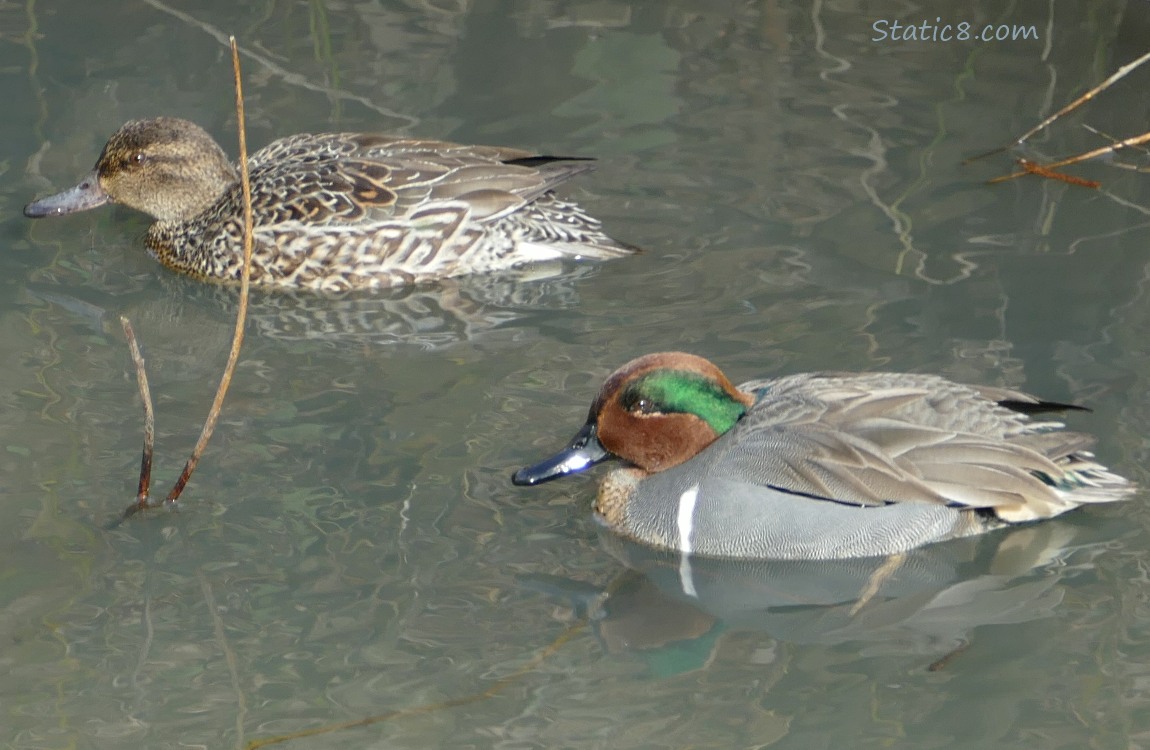 Female and Male Teals in the water