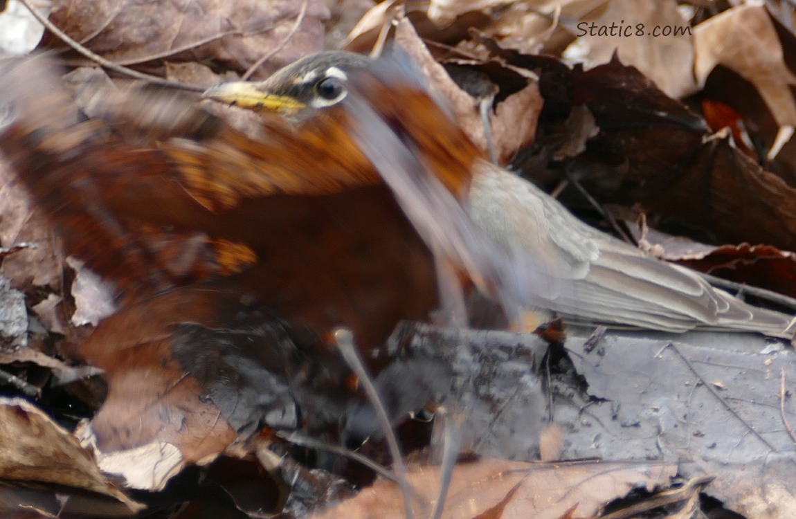 American Robin tossing leaves aside