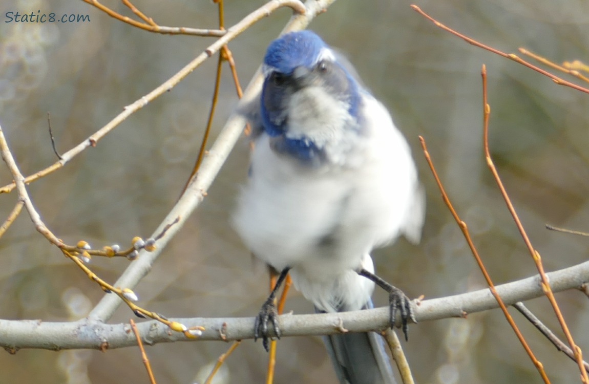 Western Scrub Jay standing on a twig, shaking their feathers