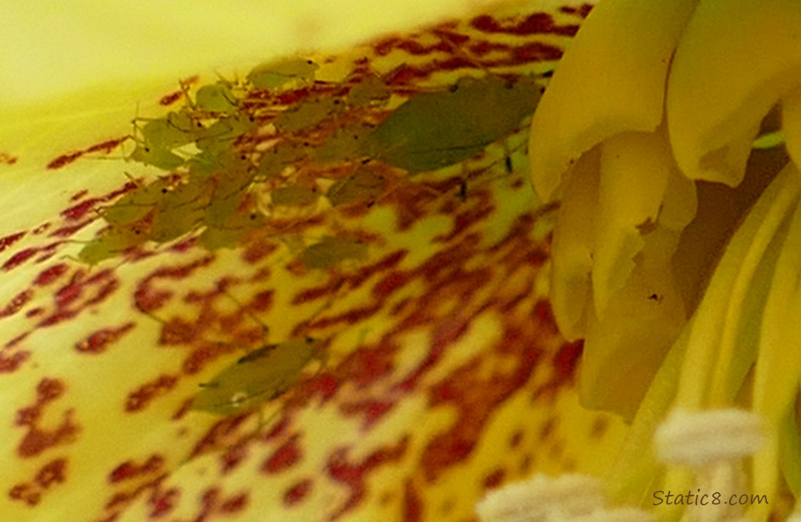a group of smaller aphids in the yellow Lenten Rose bloom