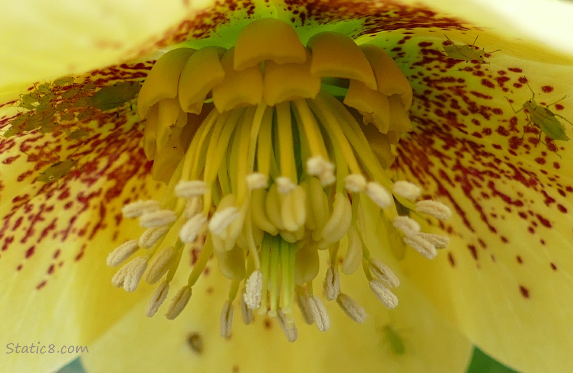 Close up of yellow Lenten Rose with aphids