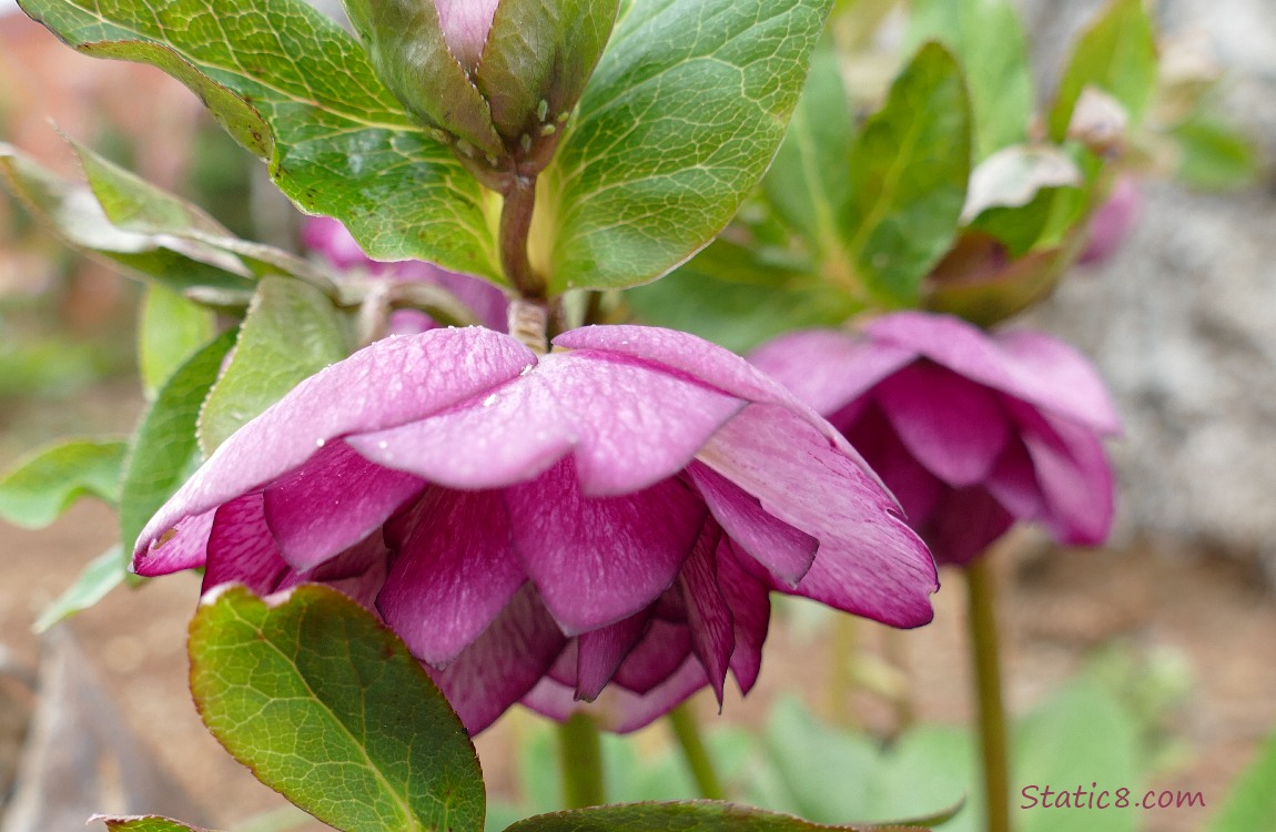 Purple Lenten Roses