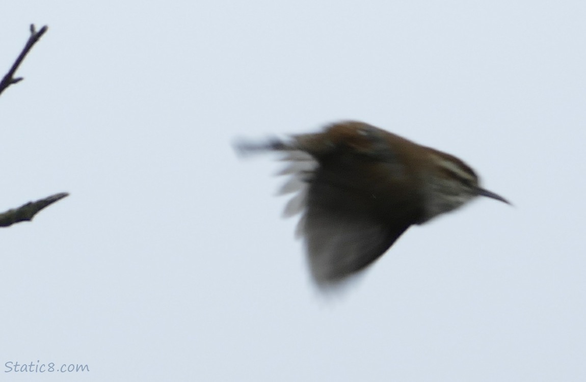 Bewick Wren flying
