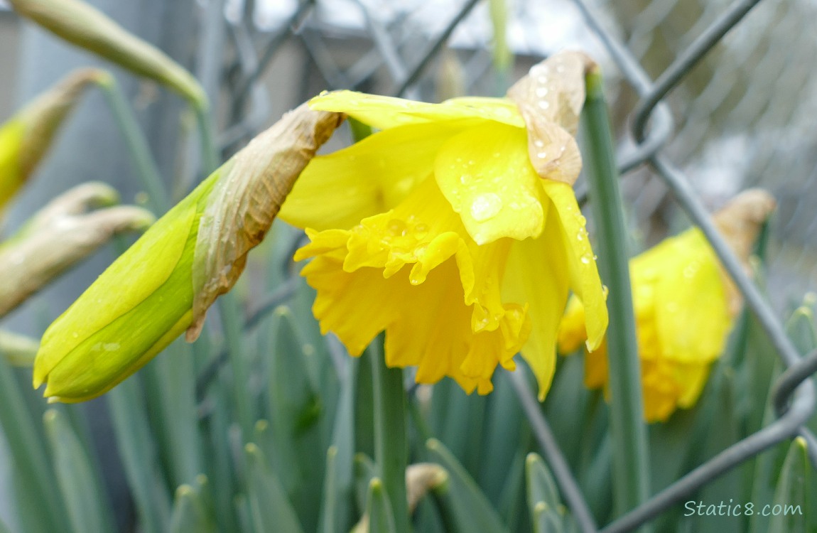Daffodils in front of a chain link fenct