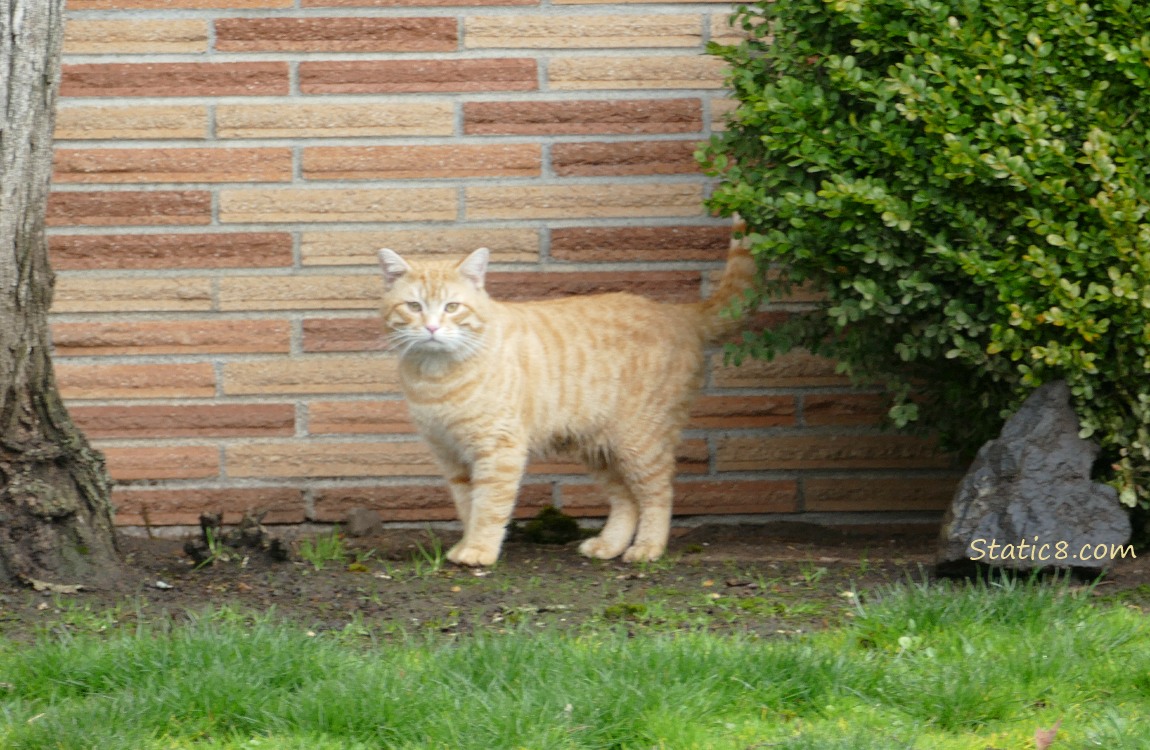 Orange cat standing in front of a brick wall