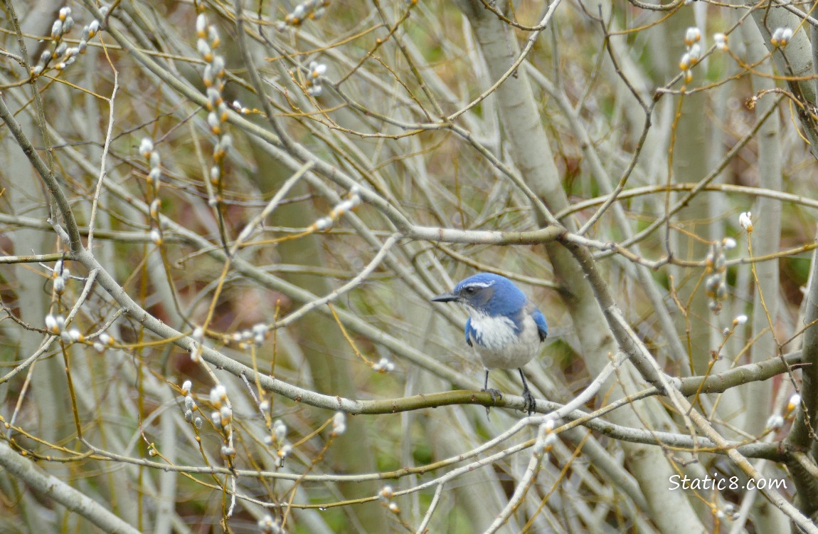 Scrub Jay standing on a twig, surrounded by twigs